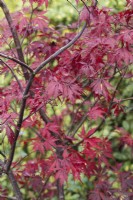 Autumn foliage of Acer palmatum 'Black Lace' - November