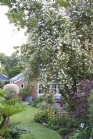 View of garden in summer with herbaceous borders and Rosa 'Paul's Himalayan Musk' rambling on tree support. 