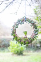 Ivy and Hyacinth wreath hanging