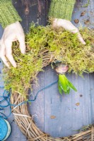 Woman placing moss around the roots of the Hyacinth bulb