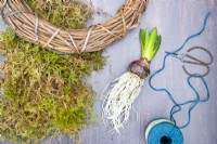 Hyacinth bulb, wreath, string, garden scissors and moss laid out on a wooden surface