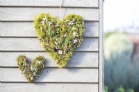 Pair of moss and snowdrop hearts hanging on a wooden wall