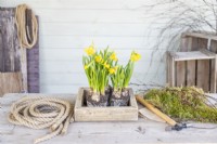Wooden tray, Narcissus 'Tete a Tete', moss, sandpaper, rope, hammer and nails laid out on a wooden surface