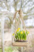 Hanging Narcissus arrangement