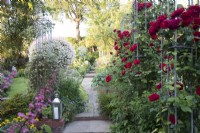 View of summer flowering borders in a cottage country garden with  Rosa 'Dublin Bay' on metal obelisk towers  