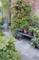 Pots on a patio including a Pyracantha trained on a house wall