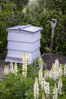 White Lupins planted in front of white painted beehive.