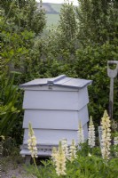 White Lupins planted in front of white painted beehive.