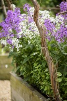 Plant support woven with willow wands in a raised bed planted with sweet rocket, Hesperis matronalis, in June