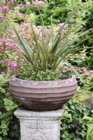 Container with small phormium in June