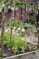 Raised beds in a front garden with hazel plant supports in June