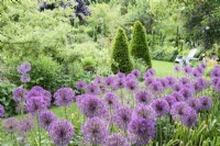 Allium 'Purple Rain' in a June garden