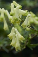 Aconitum lamarckii - Neapolitan wolf's bane