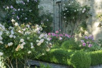 Climbing roses and box parterre
