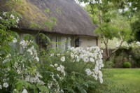 White Rosa  Rambling Rector by thatched barn