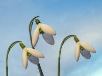 Galanthus 'Roger's Rough' February