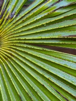 Trachycarpus fortunei - Chusan Palm close up of leaf February