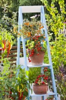 Pot grown dwarf tomatoes on ladder.on roof terrace.