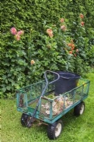 Plant trolley filled with spent Dahlia flowers, leaves and other organic matter in backyard garden in summer, Quebec, Canada - August