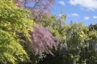 Tamarix ramosissima - Tamarix with wisteria and Japanese maple