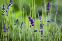 Lavandula angustifolia 'Hidcote' - Dwarf lavender