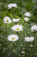 Leucanthemum 'Sante' - Shasta daisy