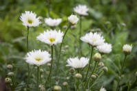 Leucanthemum 'Sante' - Shasta daisy