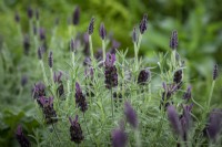 Lavandula stoechas 'Anouk Deluxe Purple' - French Lavender