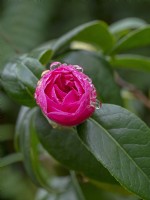 Camellia 'Cornish Spring' cuspidata japonica  winter February