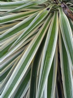 Yucca gloriosa 'Variegata' close up of leaves  February