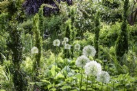 Allium 'White Giant' amongst upright box in a June garden