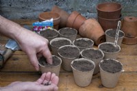 Planting sweet pea seeds in biodegradable pots