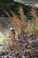 Astilbe seed heads in winter