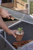Step by Step of transplanting Lupin seedling, finished pot being placed in cold frame