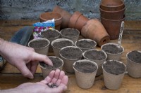 Planting sweet pea seeds in biodegradable pots