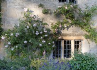 Climbing Rosa Albertine and Sceptred Isle on Cotswold stone manor