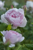 Rosa The Wedgewood Rose
