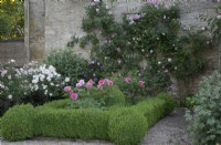 Climbing rose and rose filled box parterre