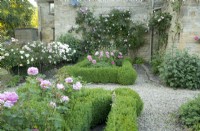 Climbing roses James Galway and Sceptred Isle and box parterre with Rosa Princess Alexandra of Kent.