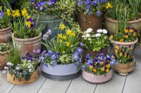 Container display of wooden flour sieves (vintage and painted), terracotta pots and coppers planted with daffodils 'Jet Fire' and 'Tete-a-Tete', annual violas, bellis daisies, windflowers and white cyclamen.