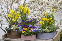 Painted modern and vintage wooden flour sieves planted with spring flowers. Mixed annual violas; Narcissus 'Tete-a-Tete', 'Avalanche' and 'Hawera'; white or pink Cyclamen coum and ivy. 