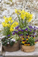 Painted modern and vintage wooden flour sieves planted with spring flowers. Mixed annual violas; Narcissus 'Hawera'; white Cyclamen coum 'Alba'; Anemone blanda and ivy. Backdrop of Amelanchier lamarckii in blossom.
