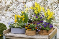Painted modern and vintage wooden flour sieves planted with spring flowers. Mixed annual violas; Narcissus 'Tete-a-Tete', 'Avalanche' and 'Hawera'; white Cyclamen coum 'Alba' and ivy.