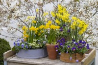 An antique terracotta pot of Narcissus bulbocodium 'Oxford Gold' surrounded in painted and vintage flour sieves planted with miniature daffodils, annual violas, ivies and windflowers.