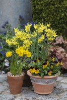 In terracotta pots, miniature daffodils Narcissus 'Hawera' above Viola 'Orange Duet', and Narcissus bulbocodium 'Oxford Gold'