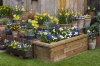A wooden raised bed is planted with a blue and white spring display of Hyacinthus 'Delft Blue', fragrant Narcissus 'Geranium' and the daisy Bellis perennis 'Double White'.