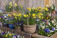 Woven shopping basket planted with Narcissus 'Intrigue', and edged in pots of grape hyacinths, miniature daffodils and violas.