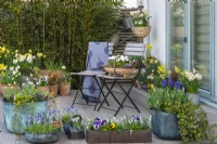A composite raised deck planted for spring with copper containers and terracotta pots of daffodils, tulips, violas, grape hyacinths and violas.