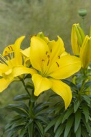 Lilium 'Butter Pixie', a dwarf Asiatic lily bearing large golden flowers in June.