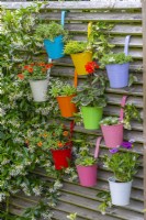 Colourful metal buckets planted with trailing million bells, geranium, sedums and sempervivums.